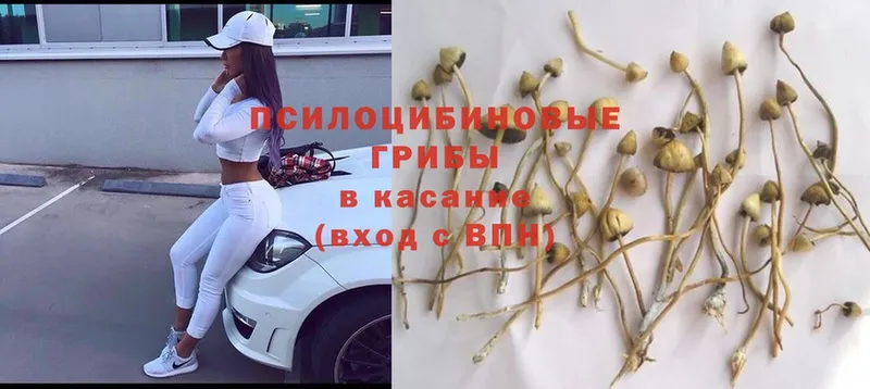 Псилоцибиновые грибы MAGIC MUSHROOMS  мега ссылки  Козловка 